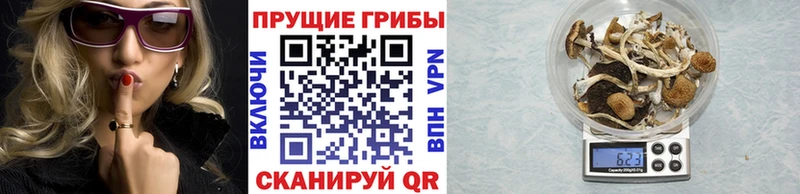 Галлюциногенные грибы Psilocybe  Кашира 